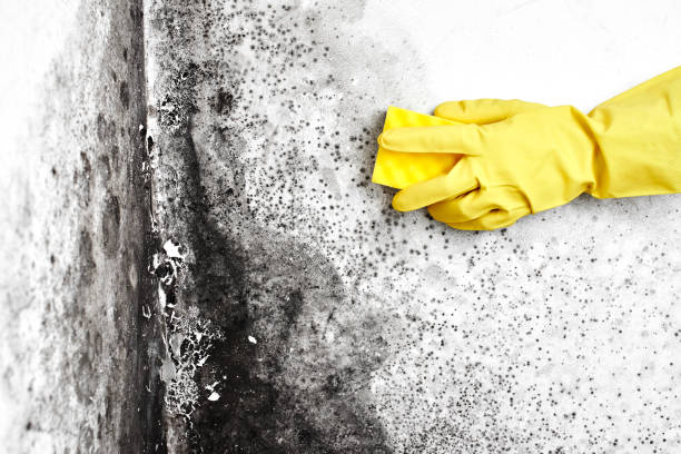 Best Mold Remediation  in Cloverdale, IN