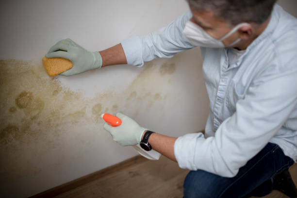 Best Office Mold Removal Services  in Cloverdale, IN