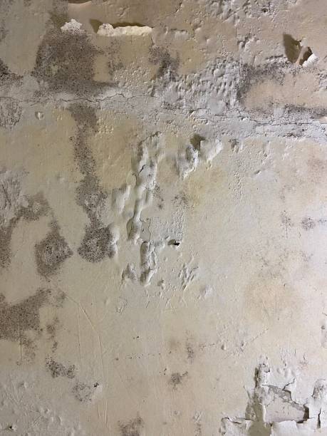 Best Commercial Mold Removal  in Cloverdale, IN