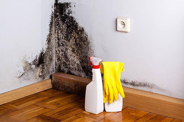 Best Crawl Space Mold Removal  in Cloverdale, IN