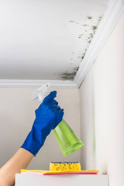 Best Residential Mold Removal  in Cloverdale, IN