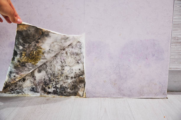 Best Mold Testing  in Cloverdale, IN